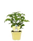 Bio Echter Kaffee Pflanze, (Coffea arabica), Kräuter Pflanzen aus nachhaltigem Anbau (1 Pflanze, je im 12cm Topf)
