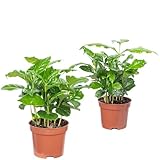 2er-Set Kaffeepflanze - pflegeleichte Zimmerpflanze, Coffea Arabica - Höhe ca. 20 cm, Topf-Ø 9 cm