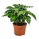 Kaffeepflanze | Coffea Arabica pro Stück - Zimmerpflanze im Kinderzimmertopf cm12 cm - 25 cm