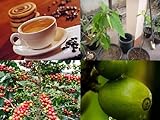 Coffea Robusta, exotische Kaffee Pflanze! Ertragsreichsten Sorten der Welt!