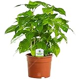 Coffea Arabica – 1 x Kaffeepflanze - Zimmerpflanze fürs Haus oder Büro