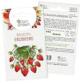 Erdbeeren Samen: Premium Erdbeer Samen für ca. 50 kleine Balkon Erdbeeren Pflanzen zur Aussaat – Balkon Garten Samen zum Pflanzen – Obst Samen und Erdbeerpflanzen Saatgut – Pflanzensamen von OwnGrown