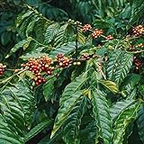 100 Kaffeesamen Arabica Coffea Kaffeepflanze Kaffee Garten Pflanze Kaufen Kaffe Bohnen Kaffeebaum Kaffebohnen Geschenk Bio GrüNpflanzen Saatgut MmergrüNer Zwergkaffee
