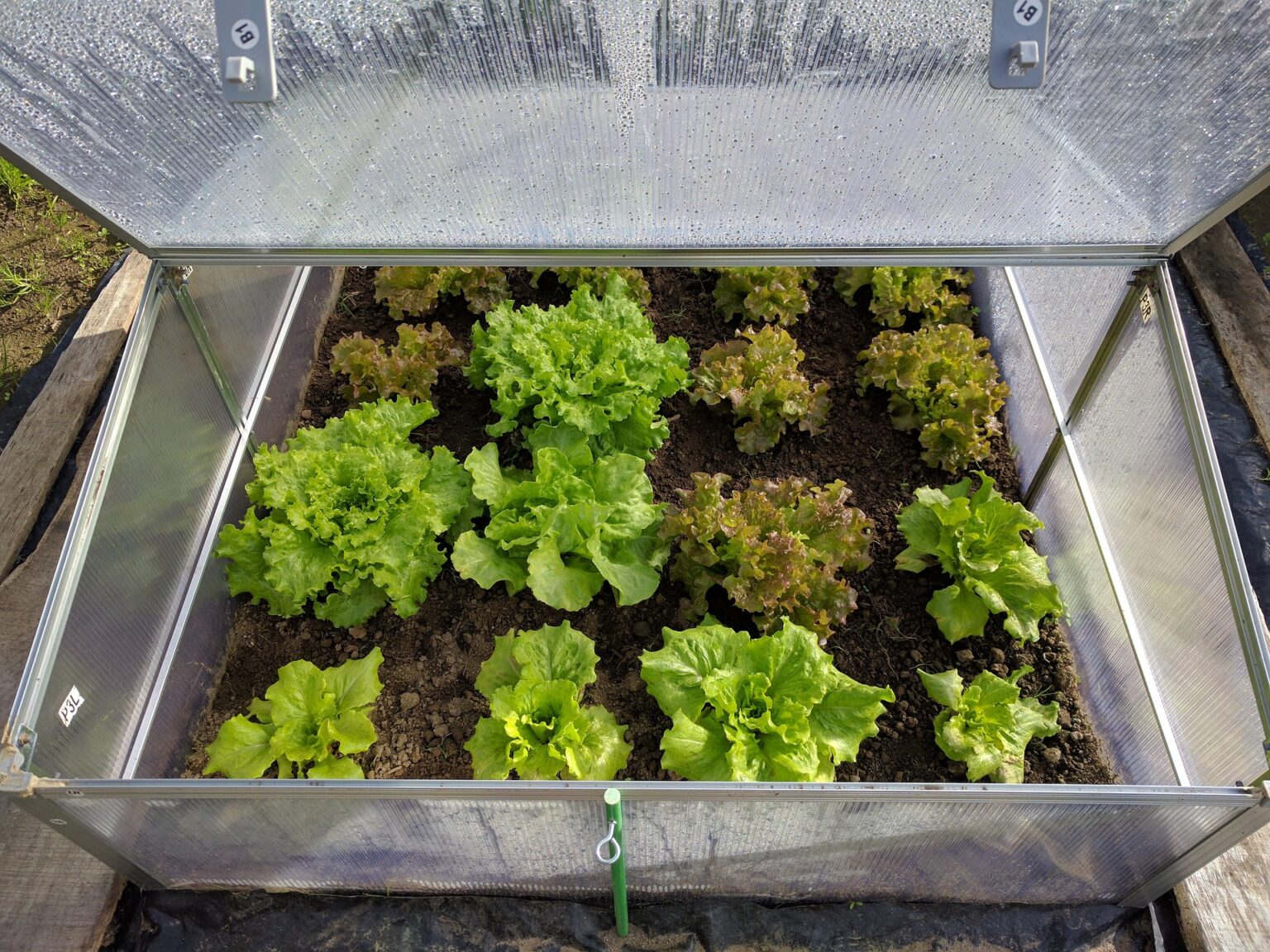 Salat im Gewächshaus pflanzen, pflegen und ernten Gewächshaus Ratgeber